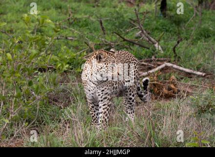 Léopard africain mâle dans la brousse de la réserve de jeu de Sabi Sands, Afrique du Sud Banque D'Images
