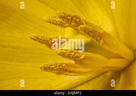 Gros plan de Pistil et Stamines dans une tulipe jaune Banque D'Images