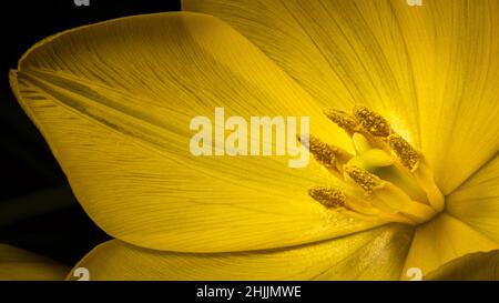 Gros plan de Pistil et Stamines dans une tulipe jaune Banque D'Images