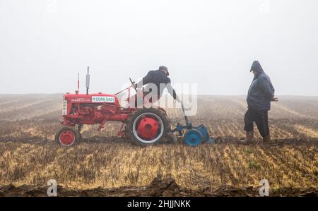 Bandon, Cork, Irlande.30th janvier 2022.Moss Fleming regarde son frère Trevor lors de son Farmall Cub 1949 qui participe au match de l'Association de labour de West Cork sur les terres de Derek & Pauline Lovell, KnockBrown à Bandon, Co. Cork, Irlande.- - crédit; David Creedon / Alamy Live News Banque D'Images