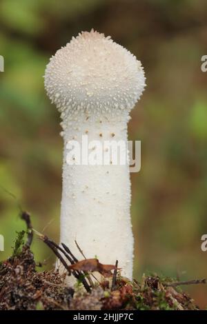 Pistle Puffball Handkea excipuliformis - anciennement Lycoperdon excipuliformis Banque D'Images