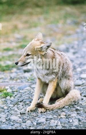 Renard gris d'Amérique du Sud (Lycalopex griseus) Banque D'Images