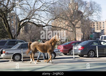 Un ouvrier de l'écurie voisine s'est rendu à Prospect Park pour faire un peu d'exercice à Brooklyn, New York. Banque D'Images