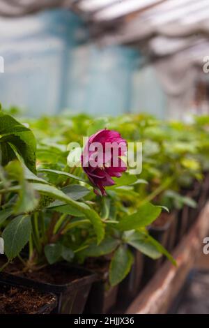 Hellebore Anemone Double Ellen Rouge orientalis, belle fleur de rose Helleborus dans le jardin - croissance industrielle de helleborus Banque D'Images