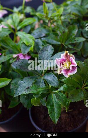 Croissance industrielle de Helleborus Rose Flower pour le jardin d'hiver et de printemps, hellebore Anemone rose picotee Banque D'Images