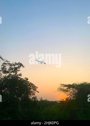 Avion survolant des arbres au coucher du soleil, New Delhi, Inde Banque D'Images