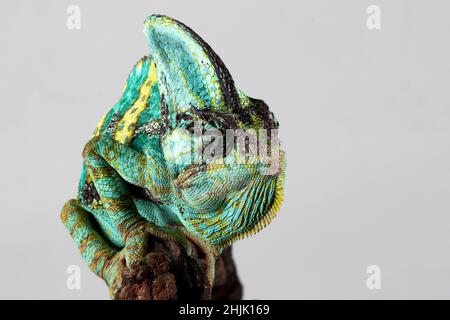 Gros plan d'un caméléon voilé sur une branche, l'Indonésie Banque D'Images