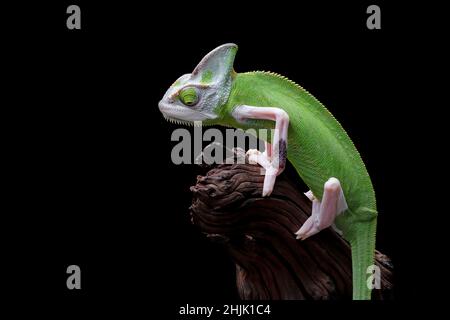 Un jeune homme, Pied, a voilé le caméléon sur une branche, en Indonésie Banque D'Images