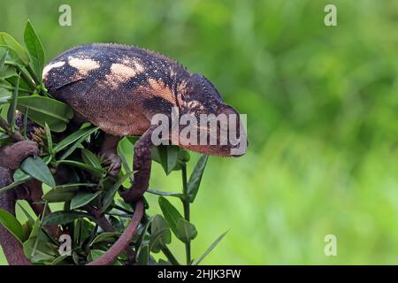 Femme panther caméléon dans une branche, Indonésie Banque D'Images