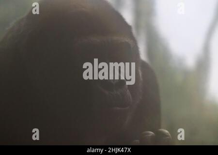 Portrait d'un gorille dans le brouillard Banque D'Images