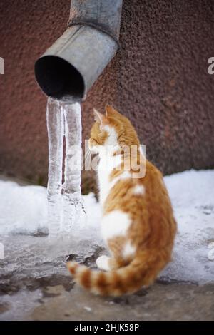 Jeune chaton blanc gingembre marche près de drainpipe au coin de la maison Banque D'Images