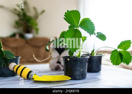 Jeune plante de fraise au printemps.Culture de fruits et baies en agriculture.La culture de fruits frais sur le sol.Croissance naturelle des baies f Banque D'Images