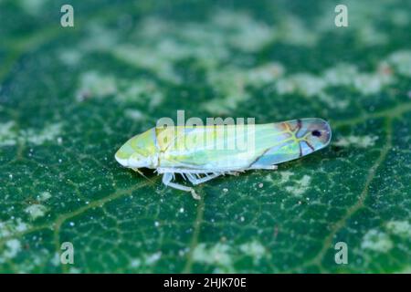 Zyginella pulchra - cicadelle (Cicadellidae) sur un buisson fumé - feuille de Cotinus dans le jardin.Dommages visibles causés par l'alimentation de cet insecte. Banque D'Images