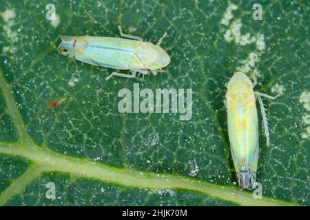 Zyginella pulchra - cicadelle (Cicadellidae) sur un buisson fumé - feuille de Cotinus dans le jardin.Dommages visibles causés par l'alimentation de cet insecte. Banque D'Images