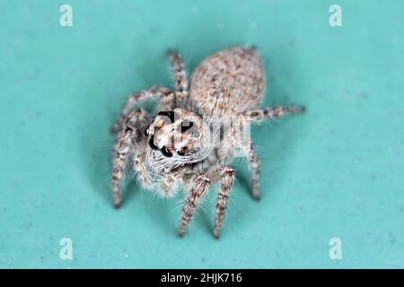 Super macro image de l'araignée sauteuse - Salticidae à fort grossissement.cette araignée sauvage de Croatie.Prenez une photo avec un équipement de macro. Banque D'Images