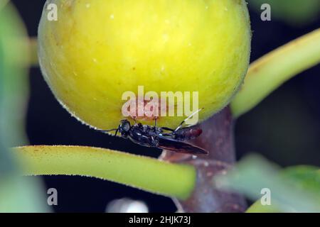 Black Soldier Fly - le nom latin est Hermetia illucens.Gros plan de la mouche assise sur une fig. mûre.Cette espèce est utilisée dans la production de protéines. Banque D'Images