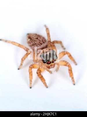 Super macro image de l'araignée sauteuse - Salticidae à fort grossissement.cette araignée sauvage de Croatie.Prenez une photo avec un équipement de macro. Banque D'Images