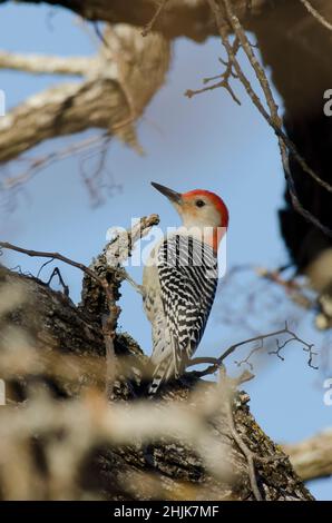 Pic à ventre rouge, Melanerpes carolinus, homme Banque D'Images