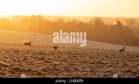 Cholderton, Angleterre, Royaume-Uni.30th janvier 2022.Un groupe de cerfs de Virginie traverse des terres agricoles surgelées à Cholderton, Wiltshire, au lever du soleil.Crédit : Mark Hawkins/Alay Live News Banque D'Images