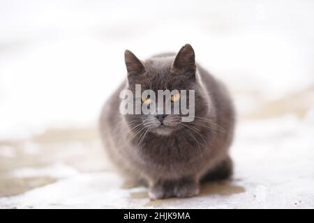 Le gros chat gris est assis sur une chaussée enneigée en hiver. Banque D'Images