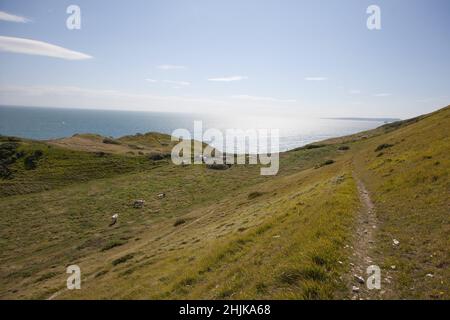 Bétail qui broutage sur la voie côtière entre Lulworth et Durdledoor à Dorset, au Royaume-Uni Banque D'Images