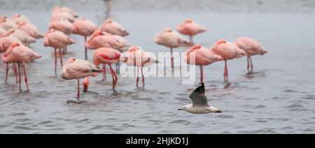 Petit Flamingo avec mouette volent, Walvis Bay, Namibie Banque D'Images