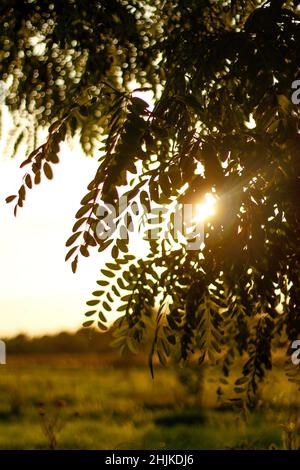 Soleil sur l'arbre des feuilles.Le soleil brille à travers un majestueux arbre vert tamarin sur un pré, avec ciel clair en arrière-plan.Fond naturel ressort brillant Banque D'Images