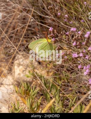 Gros plan d'un papillon Cléopatra femelle (gonepteryx cléopâtre italica) dans le parc national de Gargano, Apulia, Italie; protection de l'environnement sans pesticides Banque D'Images