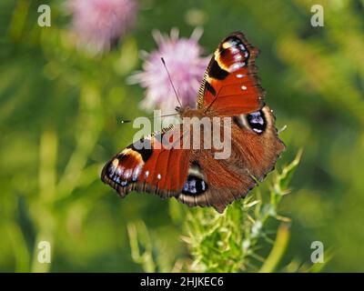 Beau spécimen de papillon de paon (Inachis io) en bonne lumière se nourrissant sur le nectar de chardon rampant (Cirsium arvense) dans Cumbria, Angleterre, Royaume-Uni Banque D'Images