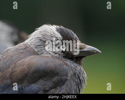 Gros plan du jeune Jackdaw (Corvus monedula) Banque D'Images