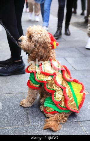 Cockapoo chien vêtu en costume pour le nouvel an chinois, à Soho, Londres, Royaume-Uni Banque D'Images