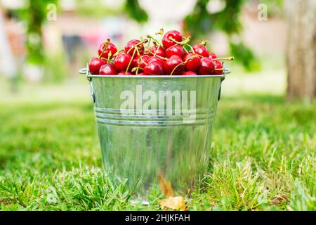 Seau de cerises fraîchement cueillies dans le jardin d'été.Cerises mûres juteuses dans un petit seau en métal. Banque D'Images