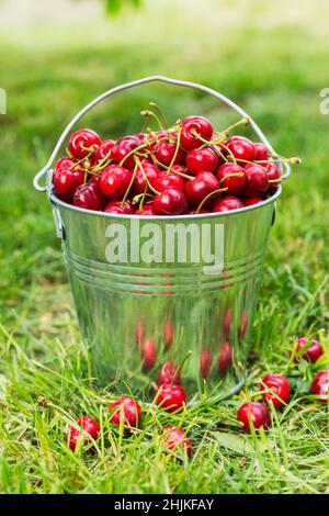 Seau de cerises fraîchement cueillies dans le jardin d'été.Cerises mûres juteuses dans un petit seau en métal. Banque D'Images