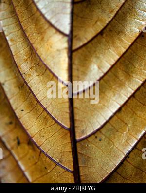 Photo macro de symétrie trouvée dans les plantes et la nature dans la réserve forestière de Santa Elena au Costa Rica. Banque D'Images