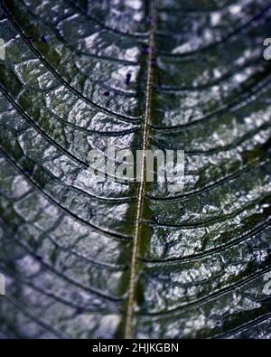 Photo macro de symétrie trouvée dans les plantes et la nature dans la réserve forestière de Santa Elena au Costa Rica. Banque D'Images