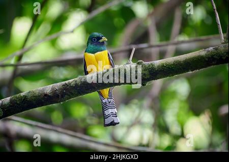 trogon à gorge noire mâle, également connu sous le nom de trogon à ventre jaune (Trogon rufus), Parc national du Corcovado, Péninsule d'Osa, Costa Rica, Amérique centrale Banque D'Images