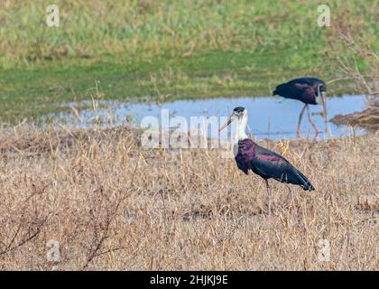 Laine cou Stork paire à la recherche de nourriture près d'un lac Banque D'Images