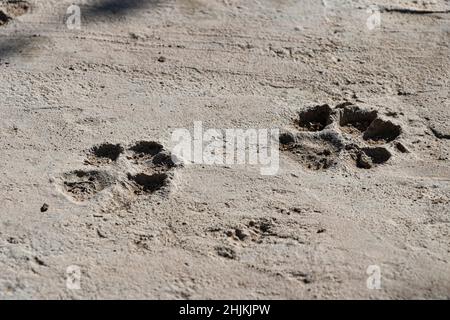 Gros plan de deux empreintes de chiens qui ont été marquées sur un pavé de ciment gris. Banque D'Images