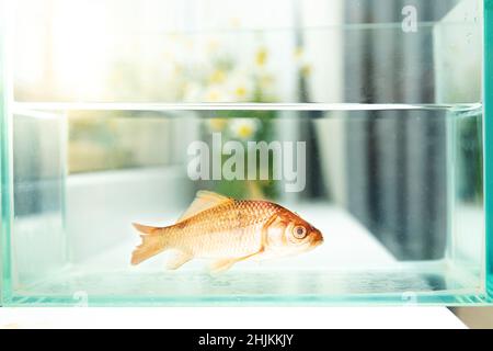 Aquarium avec un poisson rouge sur le seuil de la fenêtre.En arrière-plan est un bouquet de pâquerettes.Mise au point sélective. Banque D'Images
