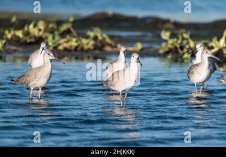 Groupe de Willets (Tringa semipalmata) Banque D'Images