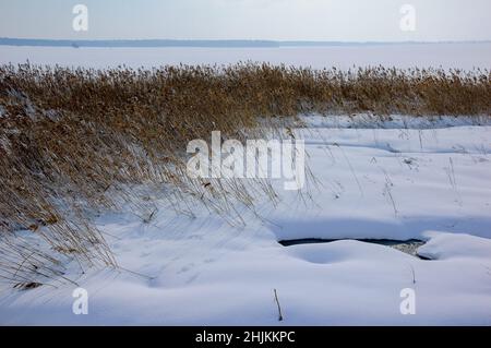 Roztocze d'hiver.Sécher les roseaux sur fond de champs enneigés. Banque D'Images