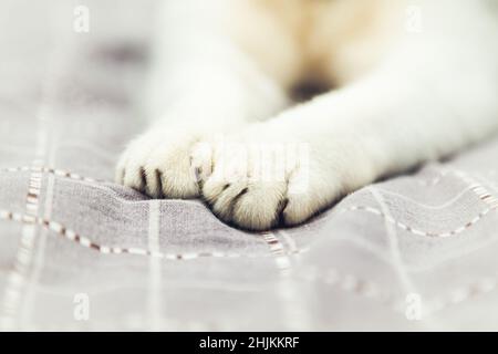 Gros plan sur les pattes de chat.Le chat se trouve sur le lit à la maison.Mise au point sélective Banque D'Images