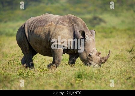 Rhinocéros blancs du sud ou rhinocéros à lèvres carrées - Ceratotherium simum simum, dans le parc national du lac Nakuru au Kenya, le rhinocéros à cornes se nourrissant de gras Banque D'Images