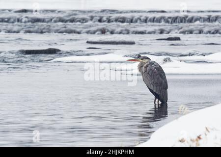 Héron gris - Ardea cinerea oiseau de passage à gué prédateur à longues pattes de la famille des hérons, Ardeidae pendant le temps froid hivernal enneigé, neige et pluie, oiseau Banque D'Images