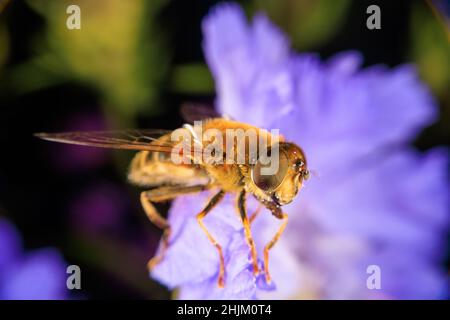 Gros plan sur une fleur Banque D'Images