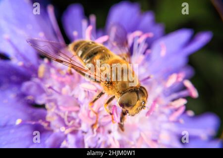 Gros plan sur une fleur Banque D'Images