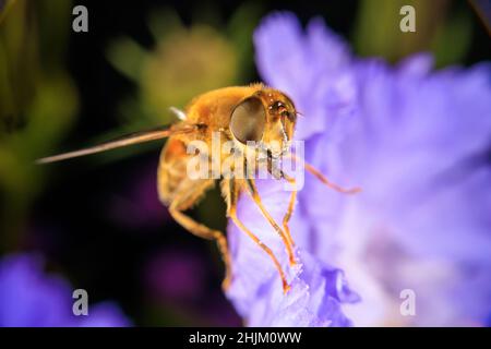 Gros plan sur une fleur Banque D'Images