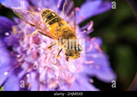 Gros plan sur une fleur Banque D'Images