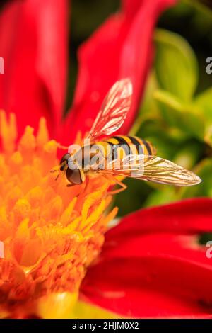 Gros plan sur une fleur Banque D'Images