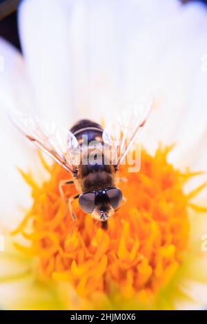 Gros plan sur une fleur Banque D'Images